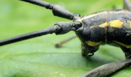 天牛哥最新爆料视频,揭秘视频背后的惊人真相！